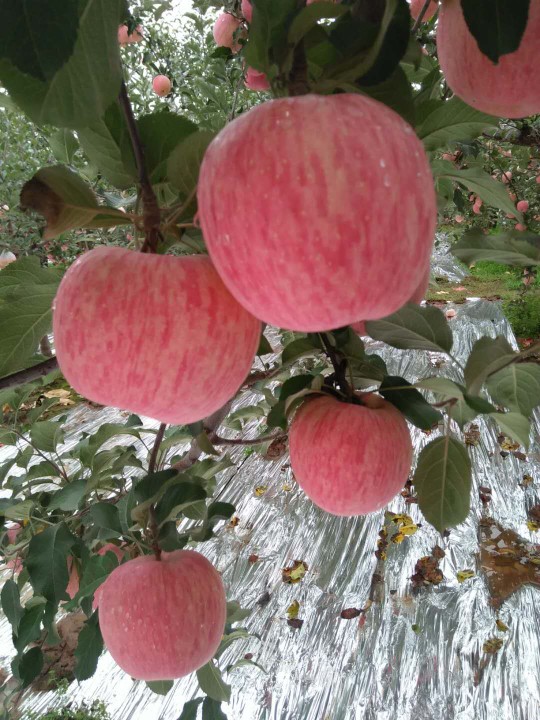 红富士苹果 75mm以上 条红 纸袋