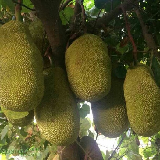 容县马来西亚一号菠萝蜜苗 