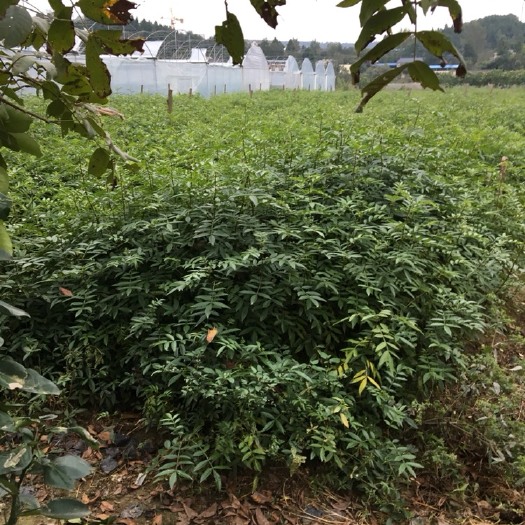 丹棱县青花椒苗 