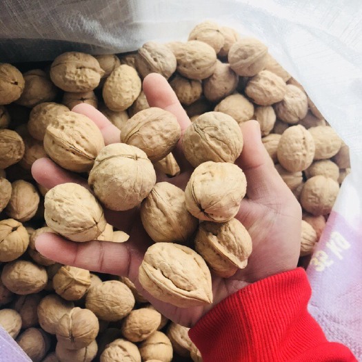 西安薄皮核桃 