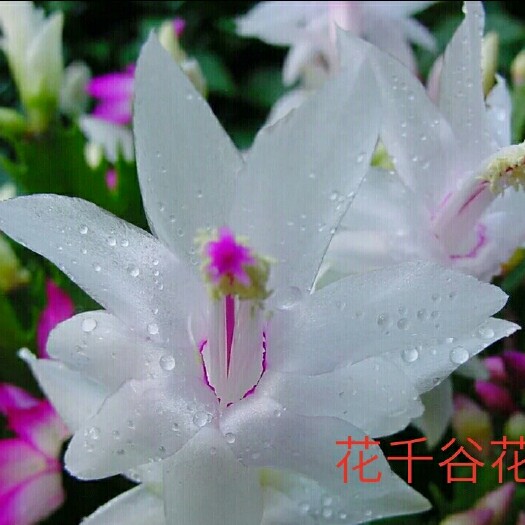 漳平市蟹爪兰 5公分以下