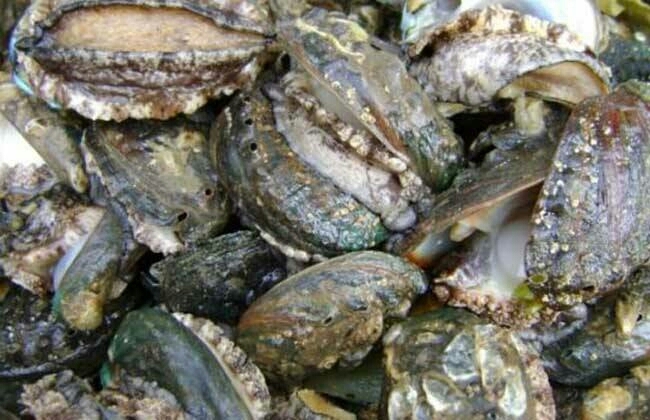 漳浦县九孔鲍 人工养殖