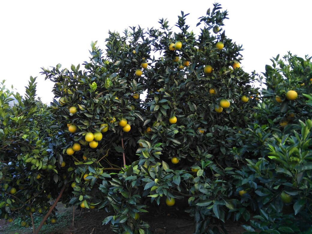 赣南脐橙 70-75mm 4-8两 