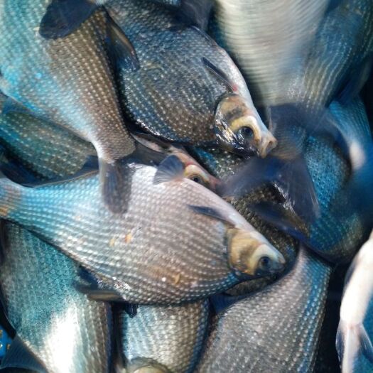 上海池塘鳊鱼 人工养殖 1-1.5公斤 