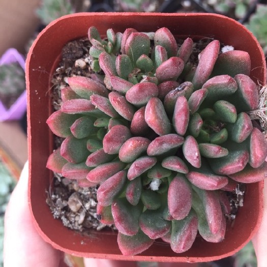 沭阳县红宝石 
