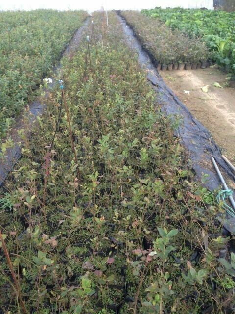泰安蓝丰蓝莓苗