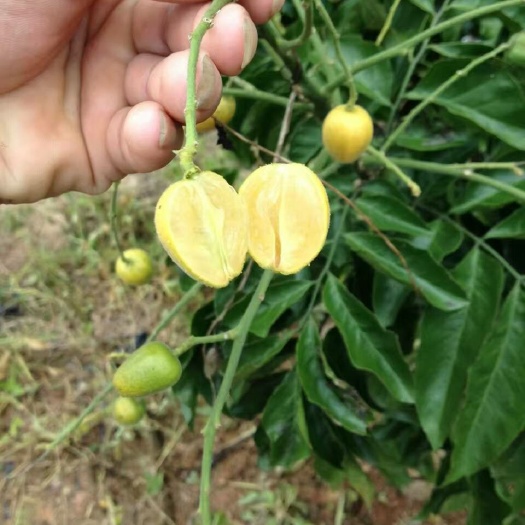 灵山县黑黄皮果苗