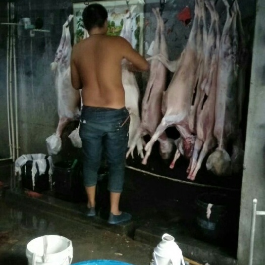 莒县纯正沂蒙小山羊，羊肉类 羊腔子