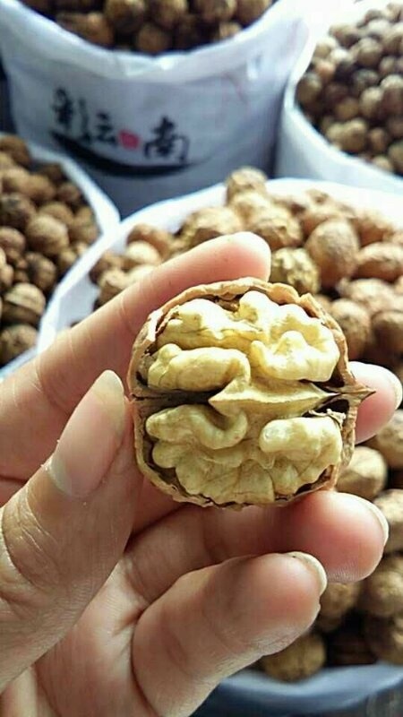 昆明纸皮核桃