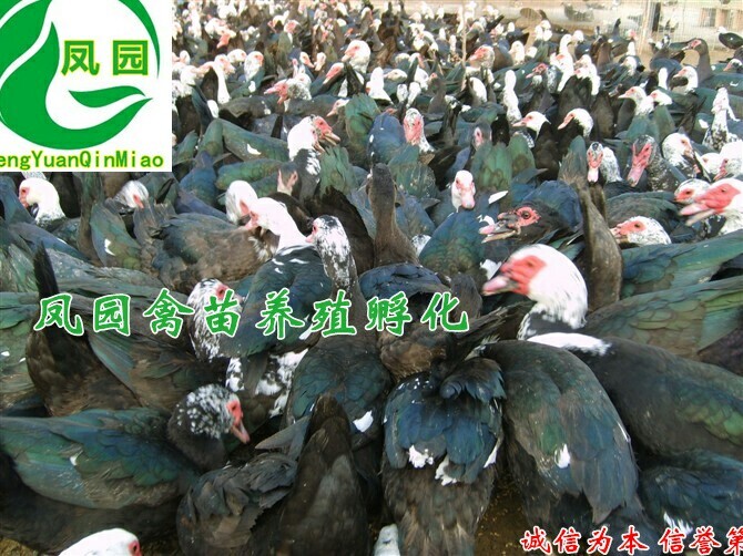 南宁黑番鸭苗  可分公母