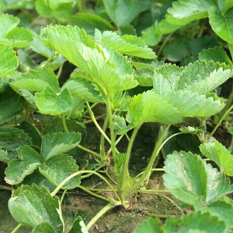泰安甜查理草莓苗 地栽苗 10~20公分