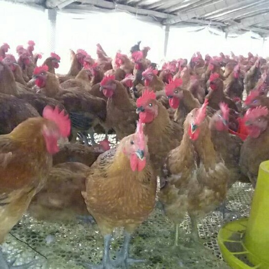 嘉祥县青脚麻鸡苗 