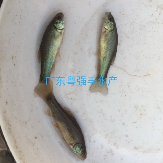 广州丁桂鱼苗出售