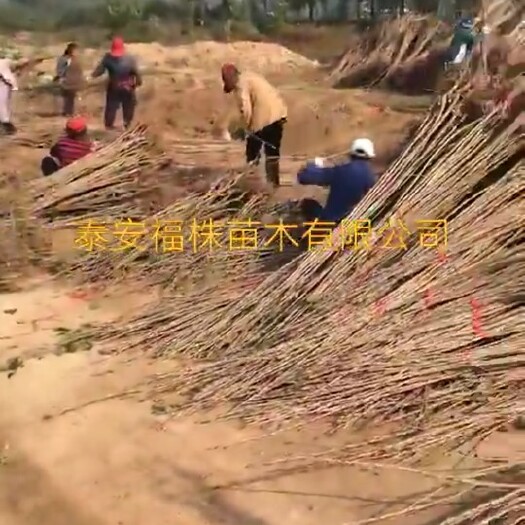 泰安布鲁克斯樱桃树苗 