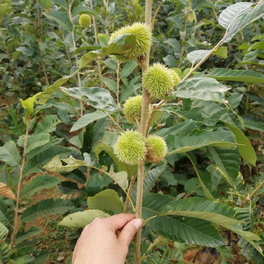 泰安大红袍板栗苗优质嫁接板栗树苗批发