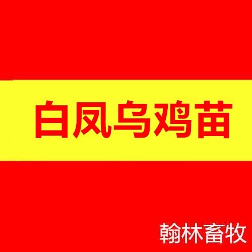 南宁白凤乌鸡苗 统货