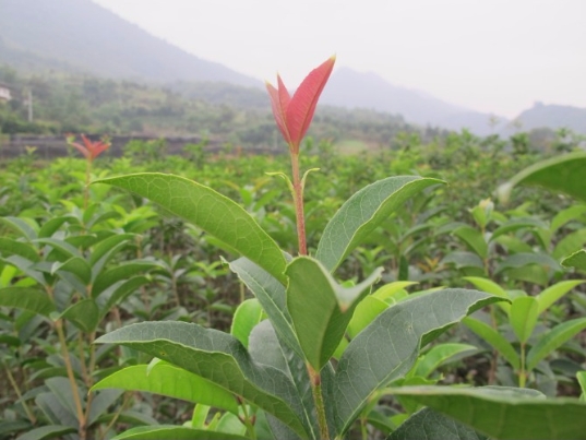 桂花树苗 金桂花树苗 公司培育直销 量大价优