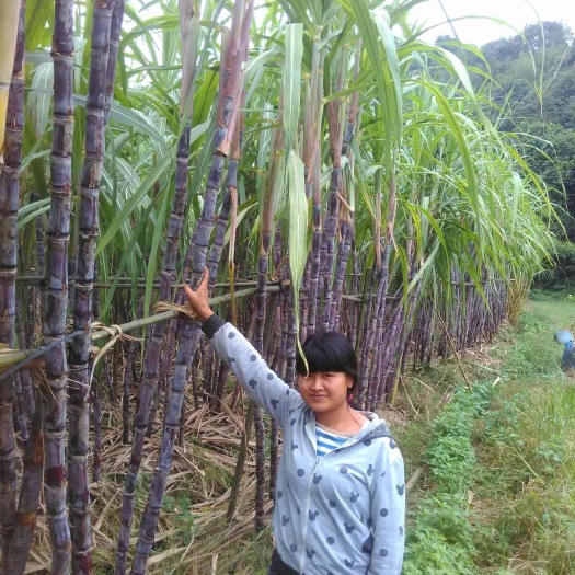 赣州黑皮甘蔗 2.5 - 3m 4 - 5cm