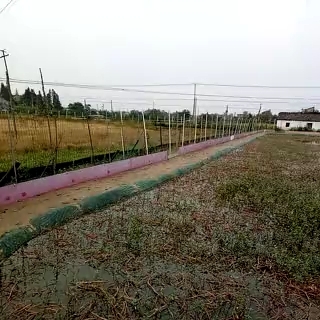 中华绒螯蟹苗 