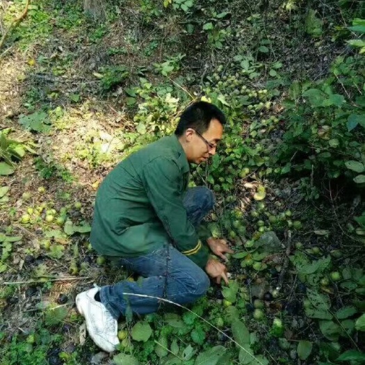 垣曲县 深山老树核桃  山核桃