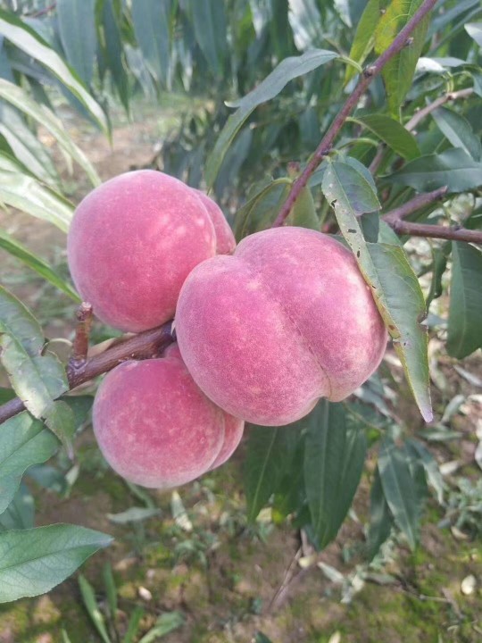 秋彤桃树苗 国庆中秋节上市 个大离核甜桃
