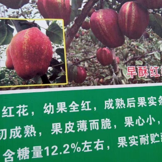 泰安早酥梨苗  早酥红梨树苗 彩虹梨 全红梨树苗批发