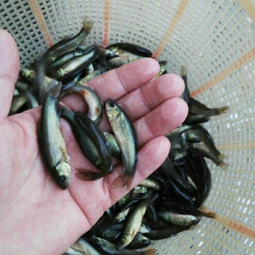 中山市丁桂鱼苗