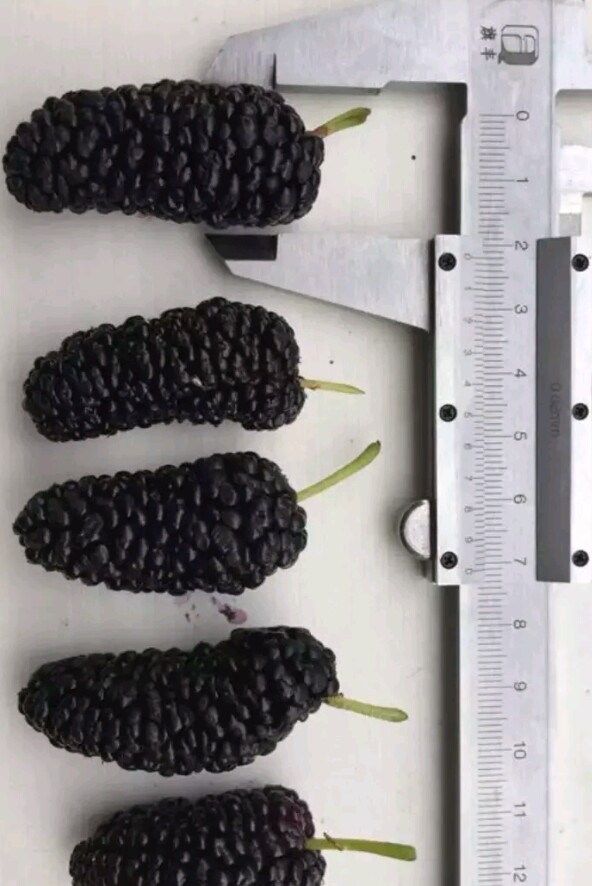 无籽大十果桑苗  无籽多汁 海宁嫁接苗 产量高 易成活 挂果