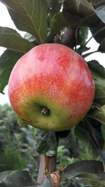 瑞士红色之爱苹果苗 0.5~1米