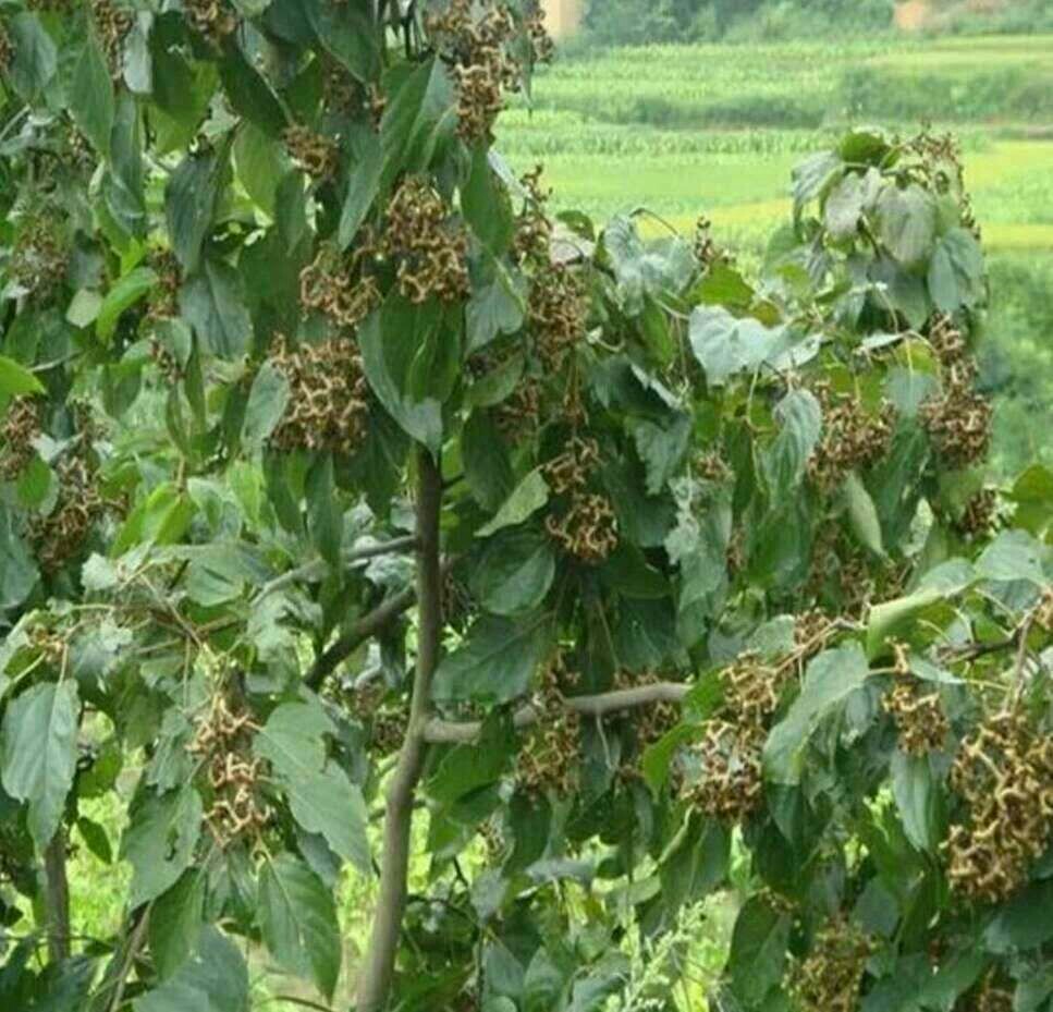 拐枣树苗！ 鸡爪梨万寿果苗 基地批发3年生拐枣树苗