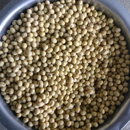 盐城江苏黑脐王8.0特大豆黑嘴大颗粒黄豆大菜豆2019新豆干度