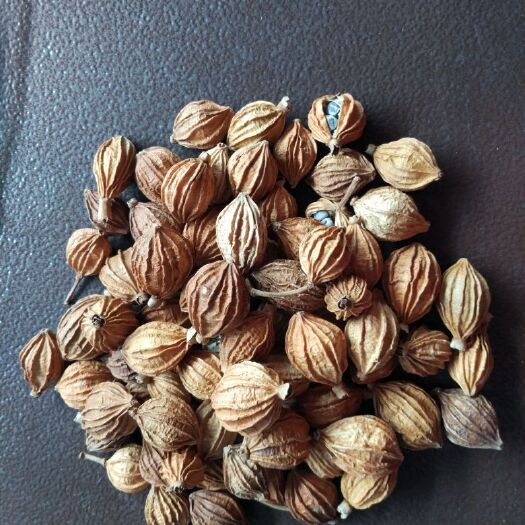 成都砂仁果 