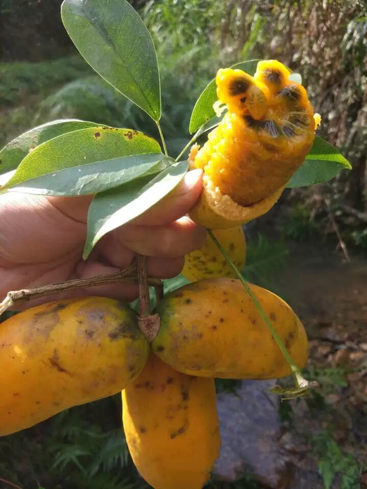 九月黄金蕉苗 种植技术全程指导服务