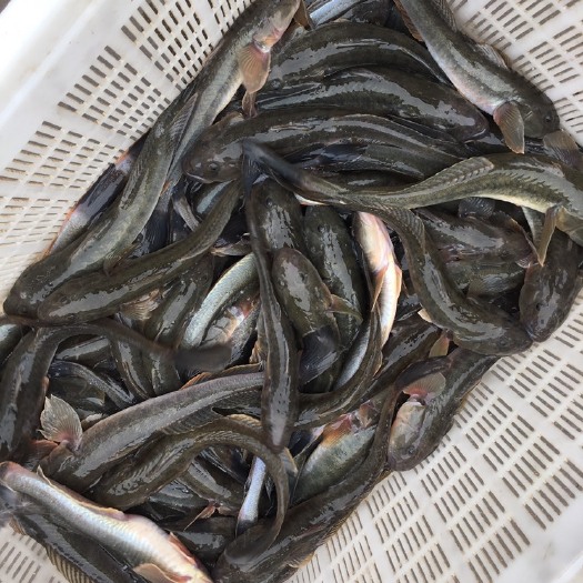 连云港沙光鱼
