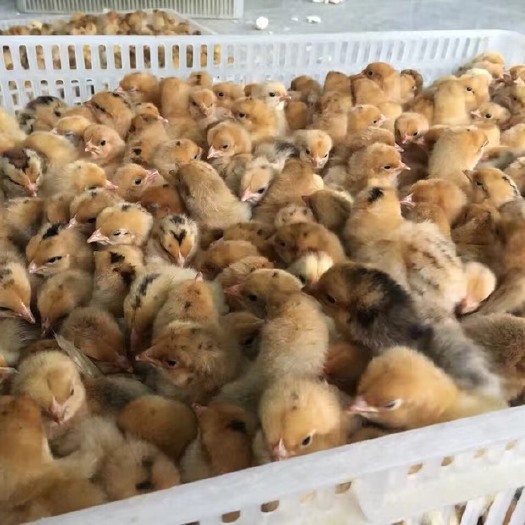 衡南县乌皮红冠土鸡 