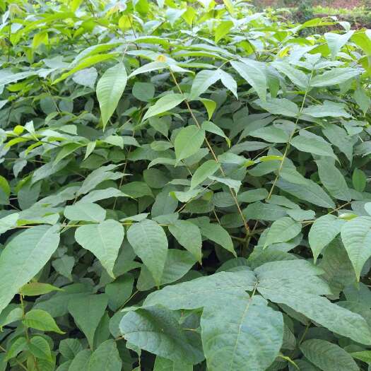 苍溪县嫁接核桃苗 