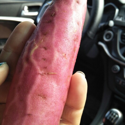 雄县烟薯