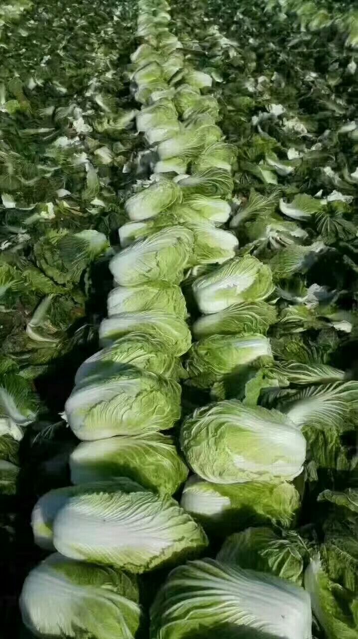 青杂三号白菜 河南省商丘市夏邑县