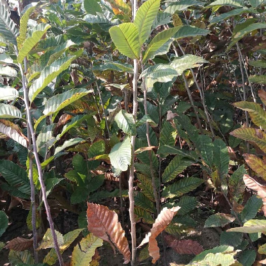 泰安泰山板栗苗 嫁接苗 0.5~1米