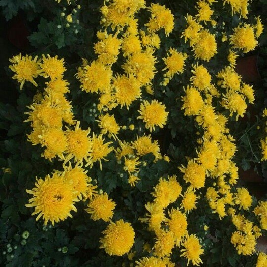 沭阳县金丝黄菊苗