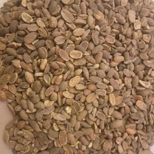 镇远县橡子仁，橡子，青冈子，大橡仁