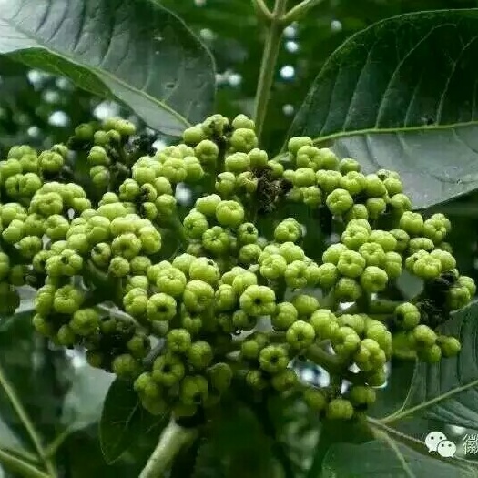 乐山吴茱萸