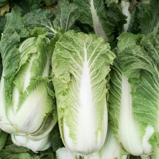 平阴县北京新三号白菜 6~10斤 毛菜 