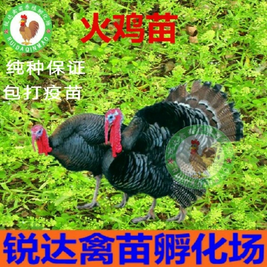 南宁火鸡苗