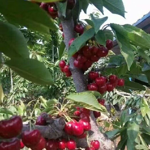 泰安布鲁克斯樱桃树苗  批发品种樱桃树苗规格1-5公分
