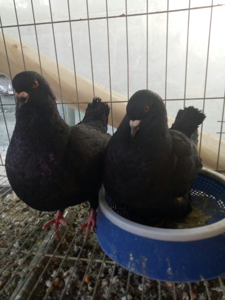 嘉祥县肉鸽  黑色元宝种鸽，四斤的鸽子品种，大体元宝鸽养殖场