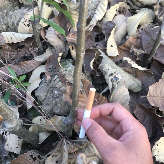 灵山县迁西板栗苗 嫁接苗 0.5~1米