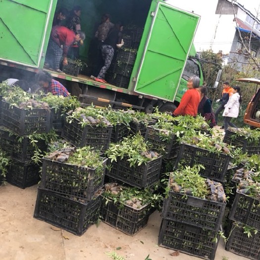 丹棱县无刺花椒苗 产品品质纯正