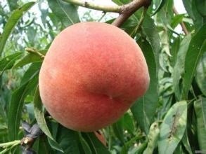 武陟县永莲七号蜜桃苗 1~1.5米