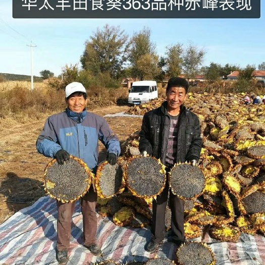 嘉峪关市向日葵种子  361葵花种子批发